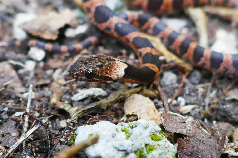 16145792_373778866320603_860958121_o