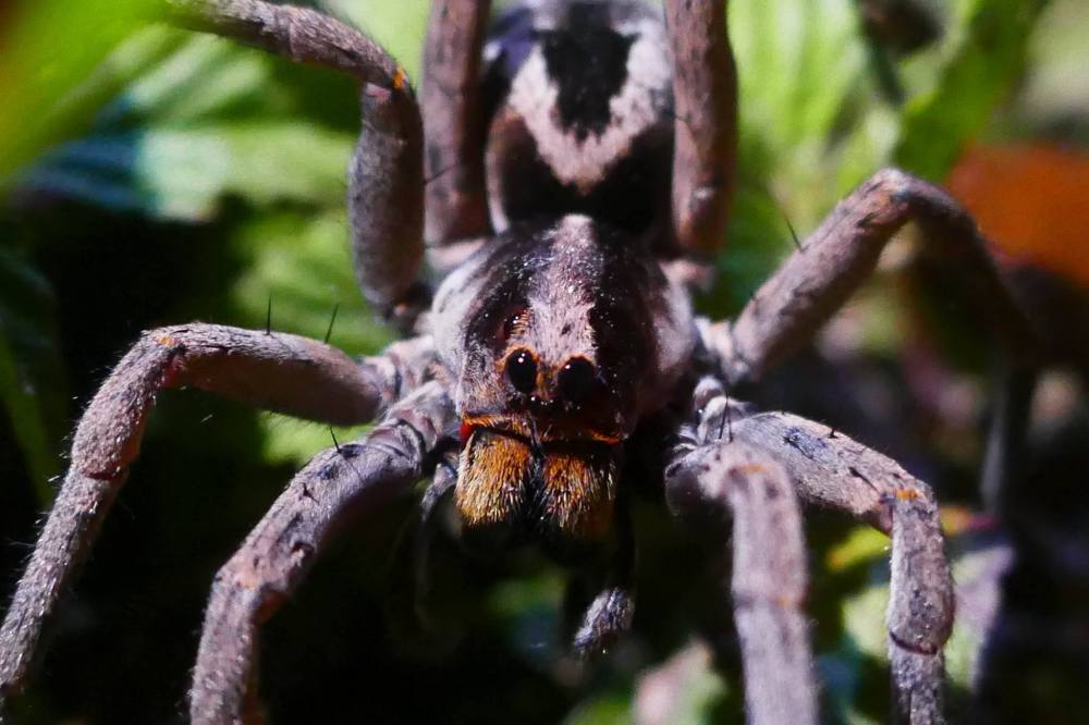 16196258_373778666320623_649875250_o